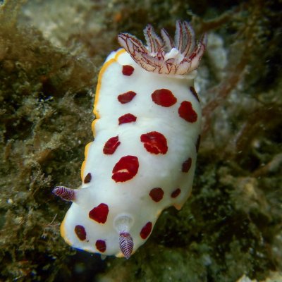 Nudibranch Goniobranchus splendidus